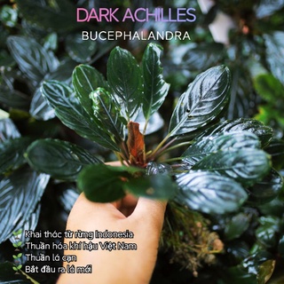 Bucep Dark Achilles | Cây thủy sinh siêu đẹp | Vua các loài bucep | Hàng ngọn | lá cạn
