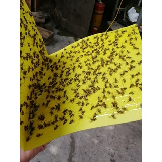 DŨNG SĨ DIỆT RUỒI- KEO BẪY DÍNH RUỒI TUẤN AN PHÁT