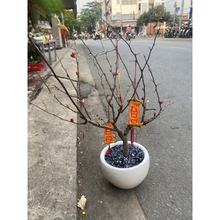 CHẬU SỨ TRẮNG TRỒNG CÂY
