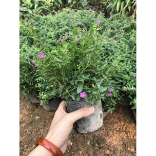 Hoa cẩm tú mai tím