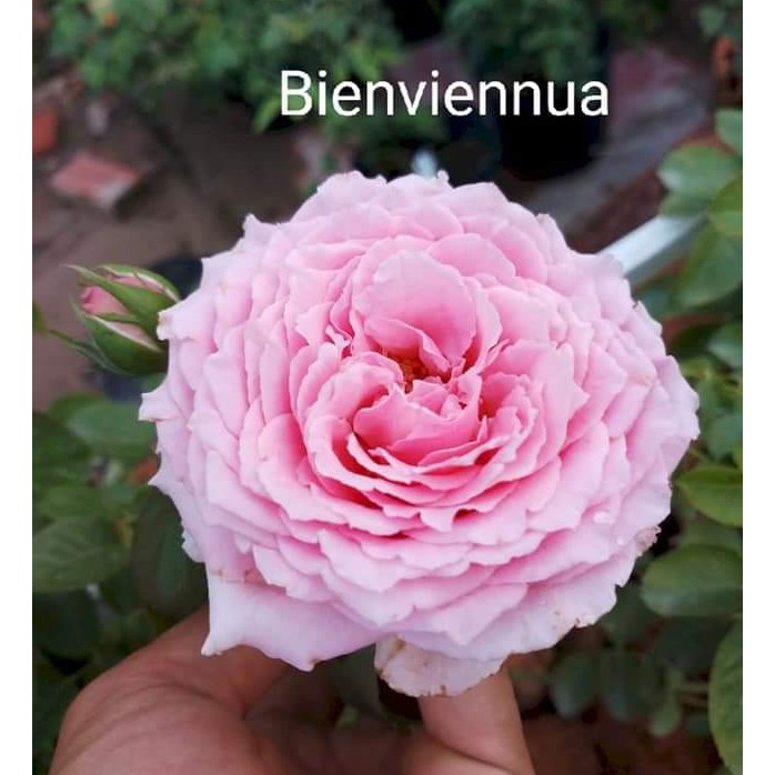 Cành Chiết Hoa Hồng Ngoại Bienviennua (Giống Hoa Hồng)