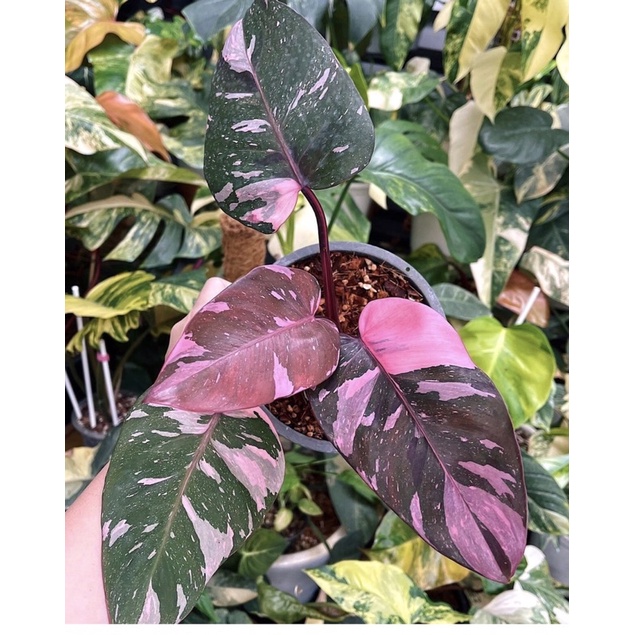 Philodendron princess công chúa hồng cây lớn
