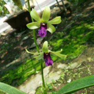 Lan denro nắng vàng lưỡi đỏ hoa thơm