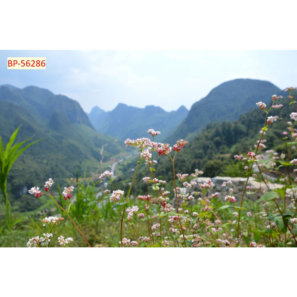 Tranh dán tường Việt Nam 3D Miễn Phí chèn tên riêng Quán, chèn chữ và logo theo yêu cầu.