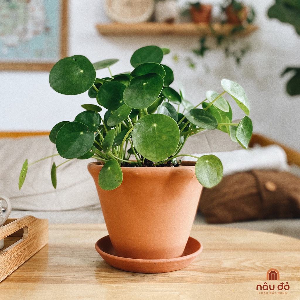 Chậu đất nung trồng cây miệng loe 18x13 cm