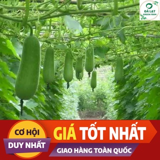 ⚡HẠT GIỐNG BÍ ĐAO CHANH_15 HẠT(CHUẨN FARM)⚡