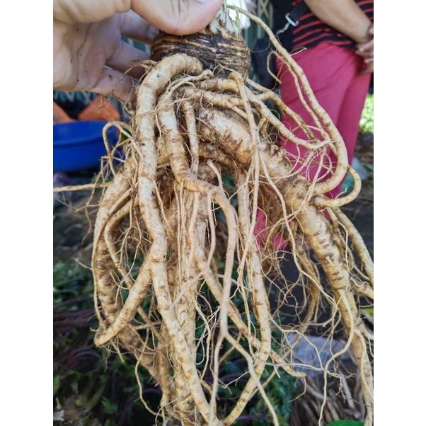 1 kg sâm đương quy size 2 củ