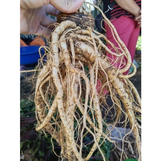 1 kg sâm đương quy size 2 củ