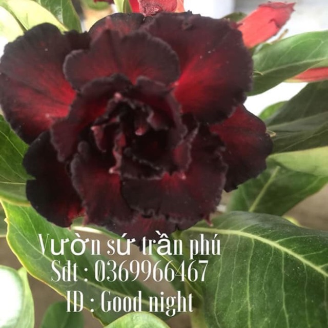Hoa Sứ Good Night