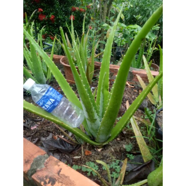 Cây nha đam mỹ lớn