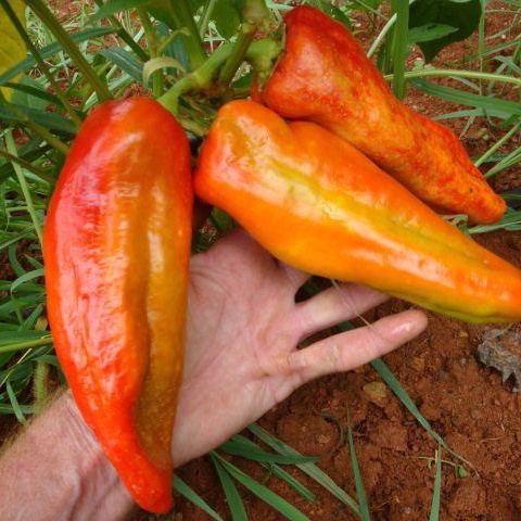 HẠT GIỐNG ỚT KHỔNG LỒ NGỌT ACUAGA F1