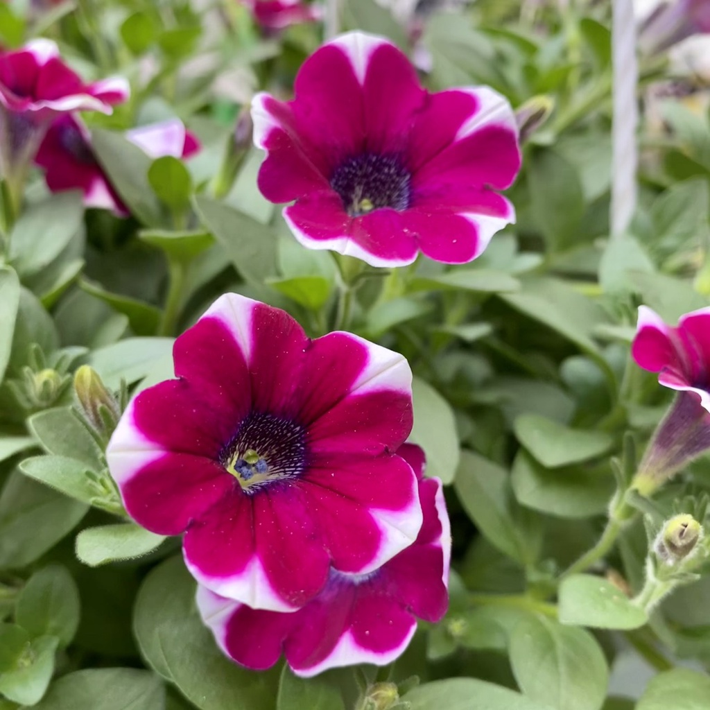 Hoa Dạ Yến Thảo nở 4 mùa dễ chăm sóc