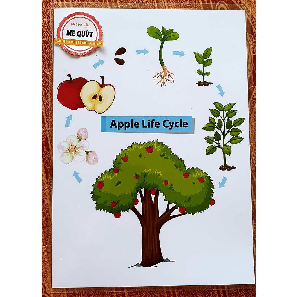 Vòng Đời Con Vật Và Con Vật - Ép Plasic Bền Chắc Chắn Không Thấm Nước