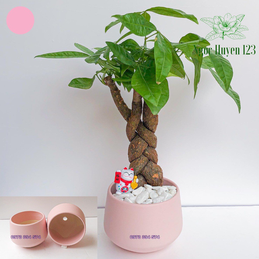 Chậu Sứ Kim Cương Size To (10x13cm) - Hàng BÁT TRÀNG Loại I