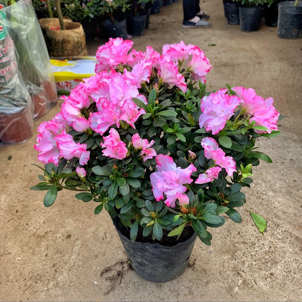 Cây hoa Đỗ Quyên song hỷ  cao 25cm hoa cánh hồng trắng bắt mắt mang lại may mắn thích hợp trang trí
