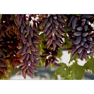 Cây Nho Phù Thủy Halloween (Witch Finger)