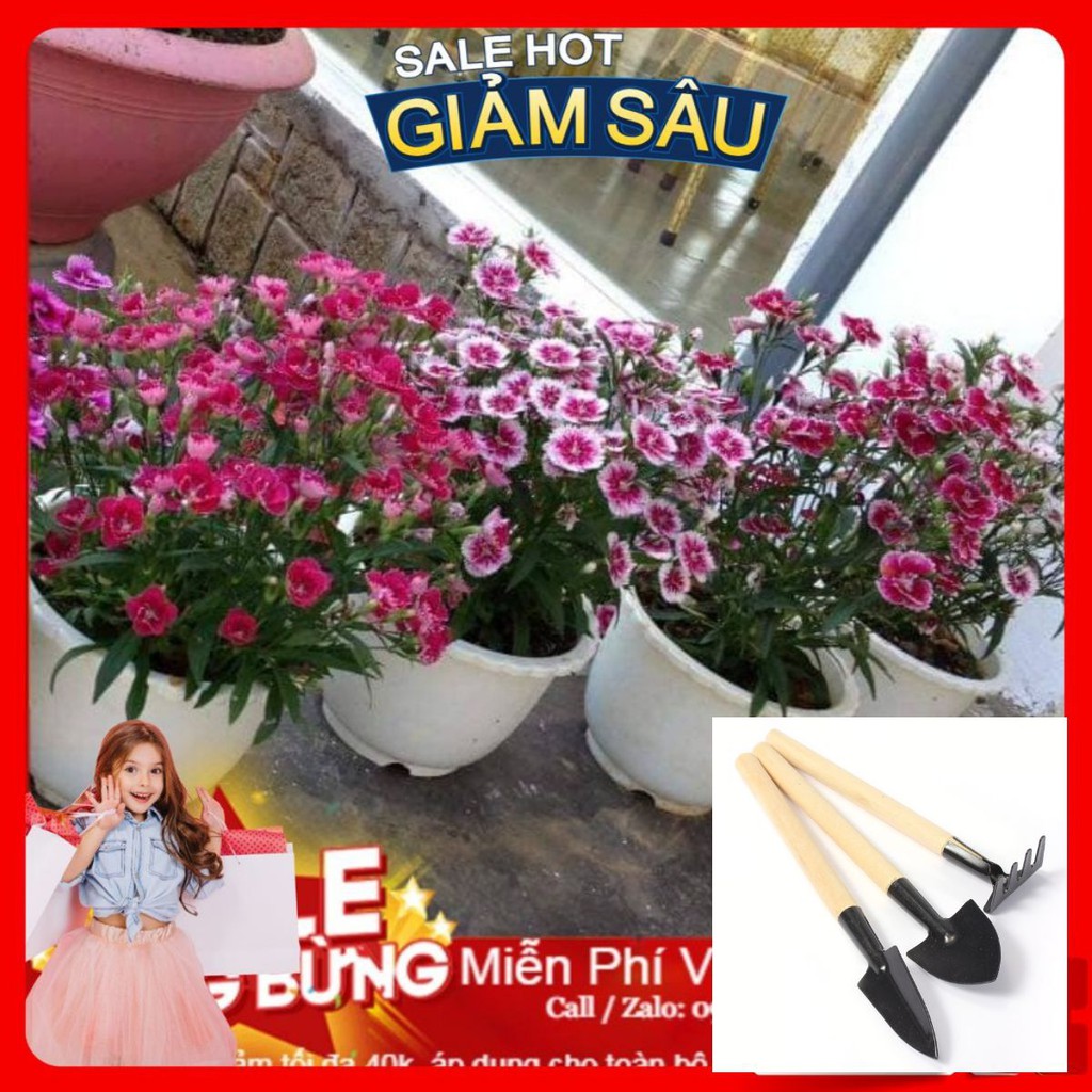 Hạt Giống Hoa Cẩm Chướng Đơn Mix - 50 hạt / Gói - Tặng Kèm Bộ Dụng Cụ Trồng Cây Mini