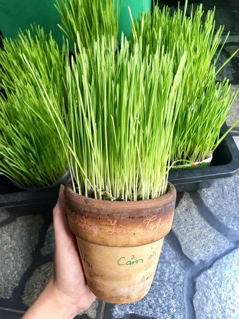 Hạt Giống Cỏ Lúa Mì Cho Chó Mèo Thỏ Hamster