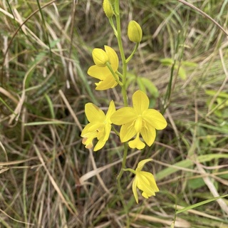 Combo 10 củ Địa Lan Rừng Chu Đình Vàng