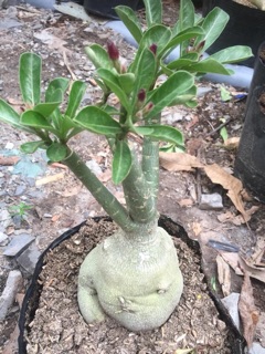 Hoa sứ tím