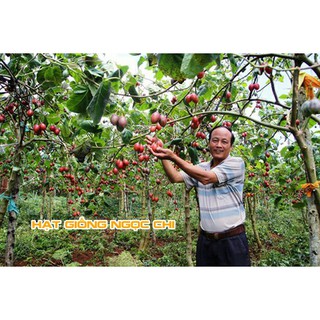 Hạt Giống Cà Chua Thân Gỗ - 4 Hạt