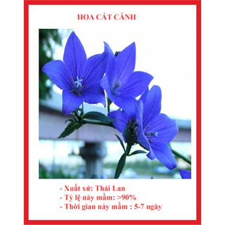 hạt giống hoa cát cánh gói 50 hạt