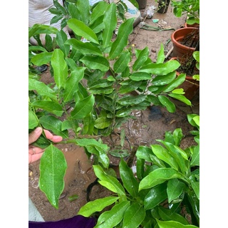 Giống Móng Rồng cây to