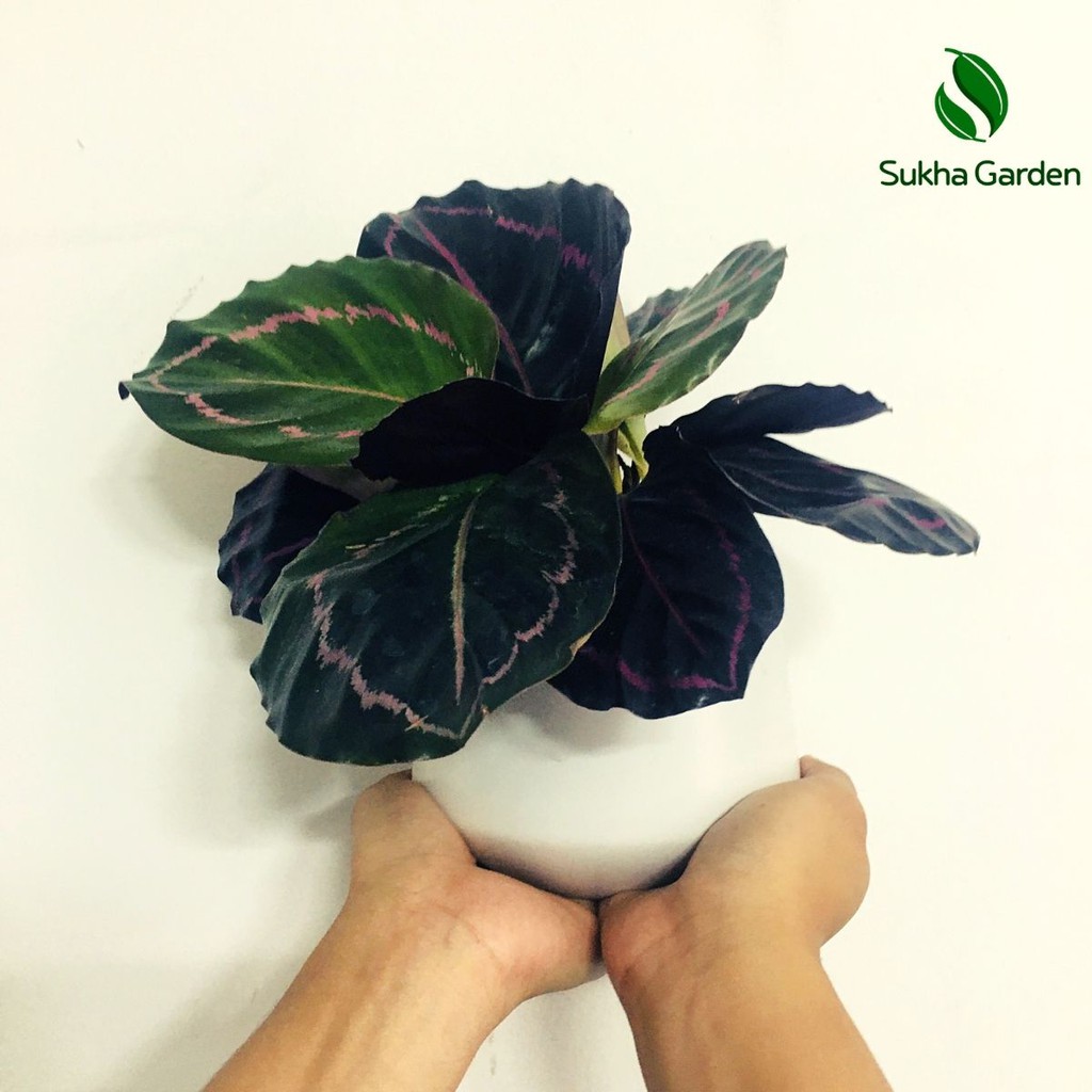 Cây Đuôi Công Tím Calathea Medallion để bàn kèm chậu gốm tráng men