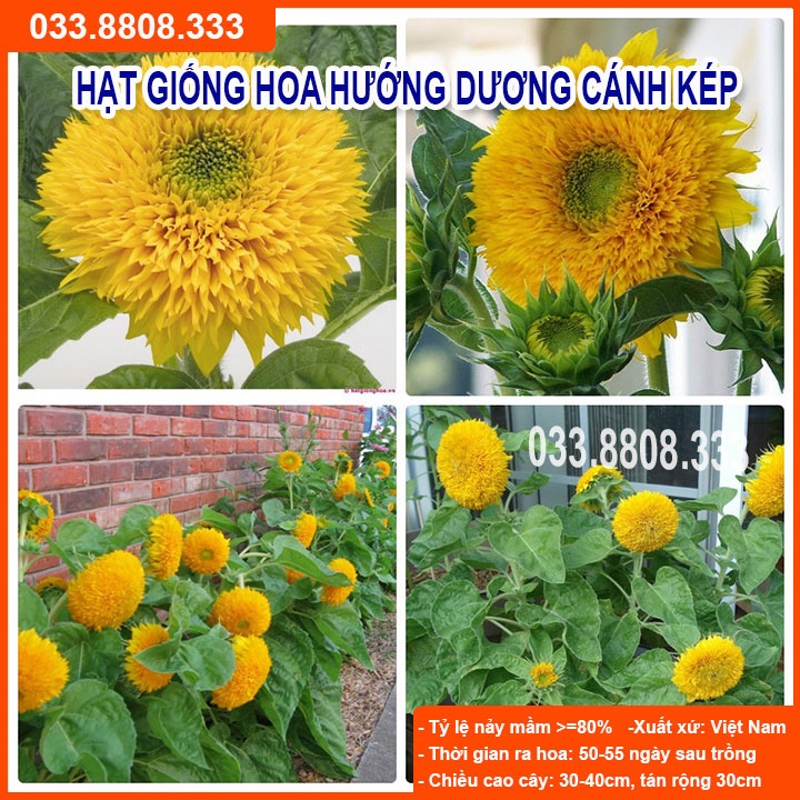 Hạt Giống Hoa Hướng Dương Vàng Cánh Kép  -Tỷ Lệ Nảy Mầm Cao