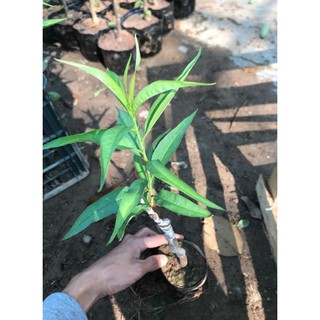 COMBO 5 CÂY HOA ĐÀO GIỐNG