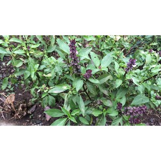Hạt giống rau húng quế - 2gr