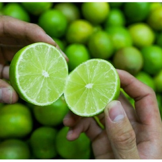 GIỐNG CÂY CHANH TỨ QUÝ