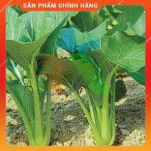 HẠT GIỐNG CẢI NGỌT CỌNG XANH CAO SẢN