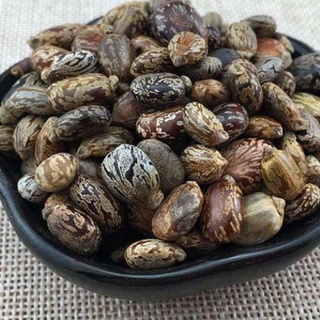 Hạt thầu dầu tía kích mọc tóc 100g
