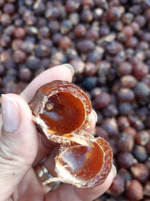 BỒ HÒN TÂY NGUYÊN TÁCH HẠT. 1 KG. LOẠI 1 | BigBuy360 - bigbuy360.vn