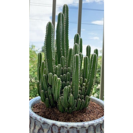 Chậu cứng Xương rồng khế