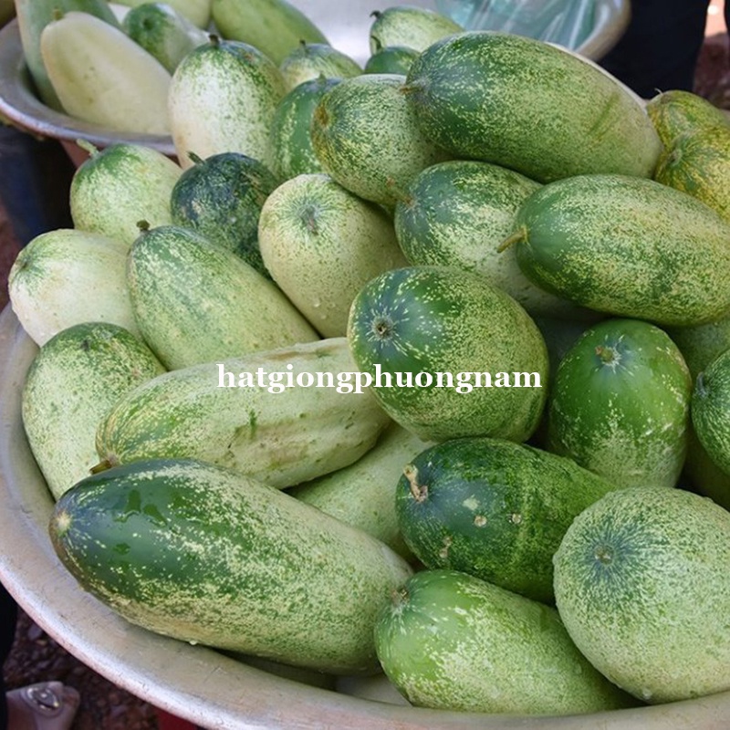 20H - HẠT GIỐNG DƯA CHUỘT MÈO