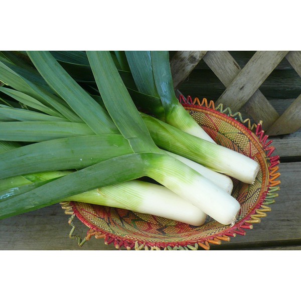 Hạt giống tỏi tây - Rau củ quả trồng tại vườn, sân thượng, nông trang, ban công