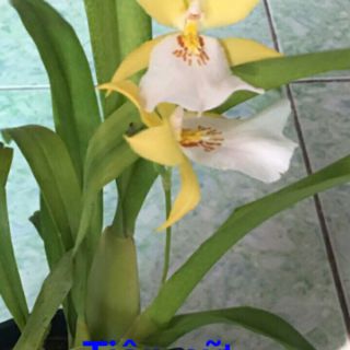 Combo 5loai lan cây giống