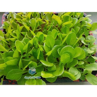 [Hạt giống Mỹ] - Xà lách mỡ Green buttery