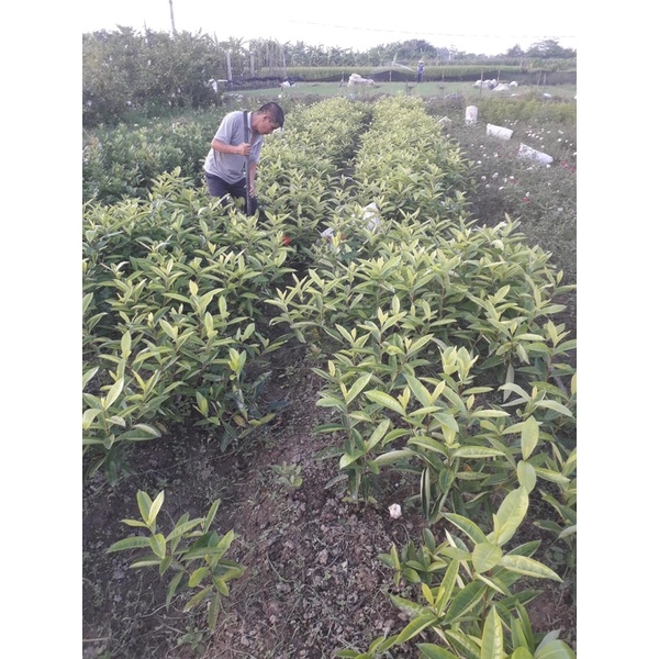 Cây hoa mẫu đơn cao 70-1m thân bụi và 1 thân