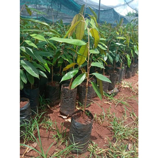 combo 5c giống sầu riêng Ri6