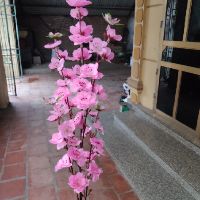 Combo 50 cành hoa anh đào
