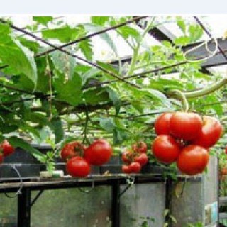 Hạt giống Cà chua bạch tuộc leo giàn 10 hạt (TẶNG gói kích thích hỗ trợ hạt nảy mầm)