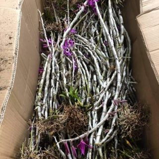 Kèn- không kém gì kèn lai châu!