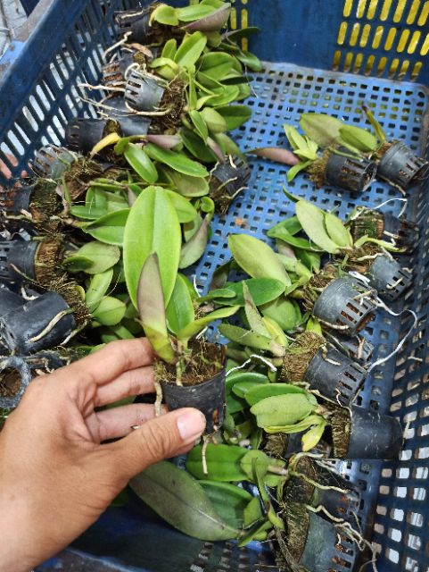 Combo 4 Mã lan Cattleya Nhập Thái Lan