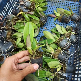 Combo 4 Mã lan Cattleya Nhập Thái Lan