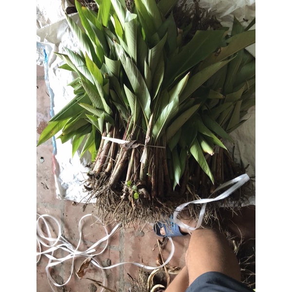 Combo 60c chuối thiên điểu