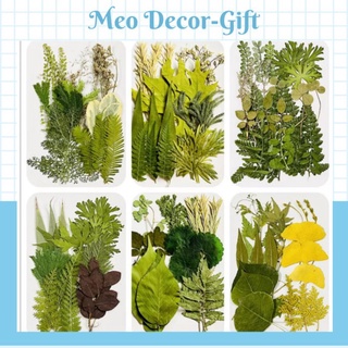 Set lá khô trang trí decor, resin, tranh hoa khô hoặc nến thơm