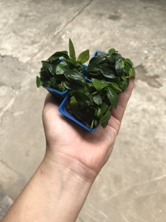 Ráy nana thuỷ sinh